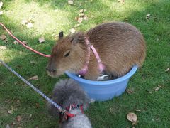 -J Create城市露营咖啡·简餐·宠物(上海动物园店)