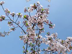 -树山生态村