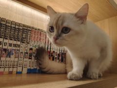 -滚猫咖啡·猫咖·猫友好撸猫(未来城店)