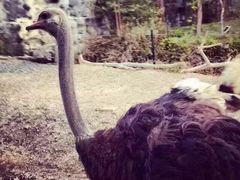 -清迈夜间动物园