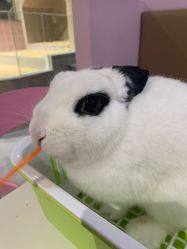 -Moni星球萌宠·小马宝莉·灵蛇·高端高阶全萌宠互动体验俱乐部(红豆国际广场店)