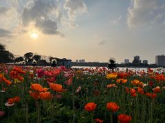 -顺峰山公园