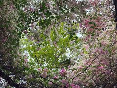 -深圳国际园林花卉博览园