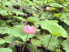 -小王府(什刹海店)