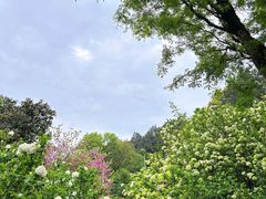 -铁山坪森林公园