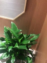 -苑苑vbeauty科技美容SPA