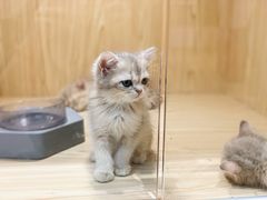 -屋虎猫馆(宝安大仟里店)