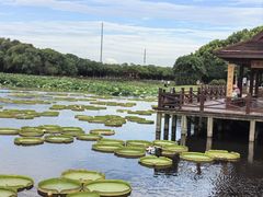 -荷塘月色湿地公园·向阳花洲