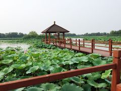 -白洋淀景区