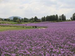 -紫颐香薰山谷景区