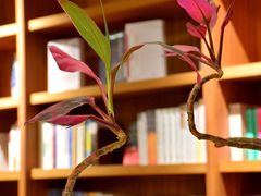 -二酉书店TOYOU BOOKS