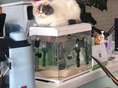 -平行世界·猫咖(首经贸店)