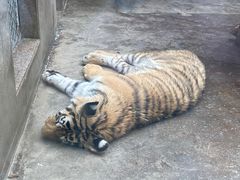 -西安秦岭野生动物园