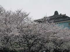 -武汉大学-樱园