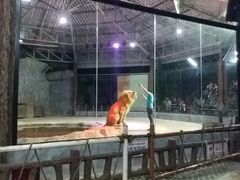 -清迈夜间动物园