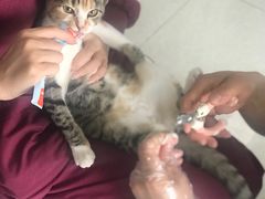 -瑞派福兴宠物医院犬猫全科·骨科·中西医结合(河东店)