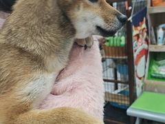 -四月宠物医院·猫专科·心脏专科·内科(转塘店)