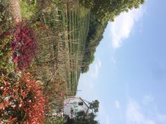 青桃餐厅(双峰村店)-青桃餐厅