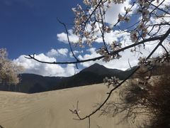 -佛掌沙丘