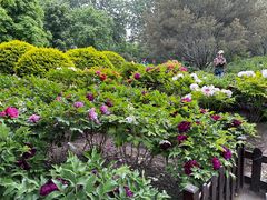 -莲花池公园