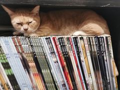 -猫色咖啡·猫咖