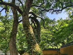 -普陀山风景名胜区-法雨禅寺
