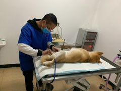 -灵美宠物诊所