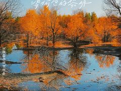 -金塔沙漠胡杨林景区