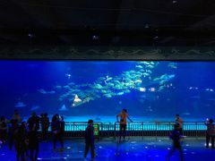 -烟台海昌鲸鲨海洋公园