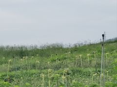 -光明小镇欢乐田园