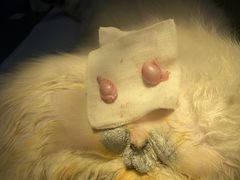 -关爱宠物医院·猫科中心·消化科(滨湖万达分院)