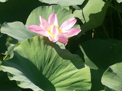 -荷塘月色湿地公园·向阳花洲
