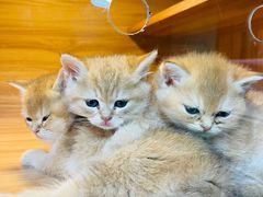 -猫十亿·布偶金渐层·曼基康矮脚猫舍(青年路店)