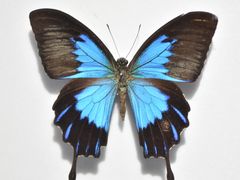 -上海昆虫博物馆