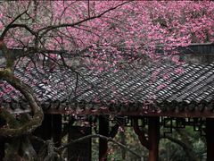 -杭州植物园