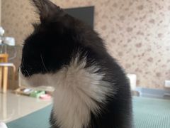 -芭比堂动物医院·犬猫全科·异宠专科(雁塔分院)