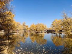 -金塔沙漠胡杨林景区