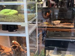 -酷以爬仙阁实体爬宠店·守宫·蜥蜴·专业繁育