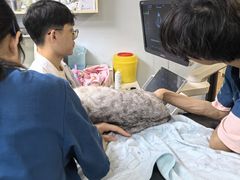 -瑞派紫金宠物医院24小时·骨科·中兽医·重症转诊中心(番禺大石院)