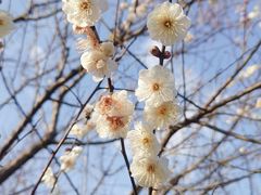 -香雪海
