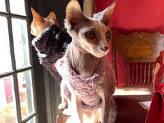 -猫色咖啡·猫咖