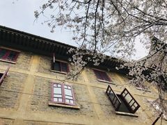 -武汉大学-樱园