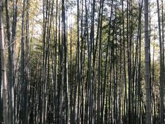 -求雨山文化公园