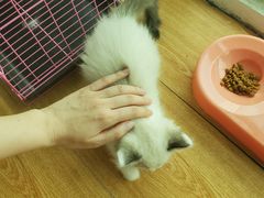 -宠爱国际动物医院·消化内科·心肾内科·ISFM猫友好(望京店)