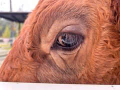 -合肥滨湖国家森林公园