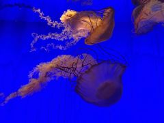 -上海海洋水族馆