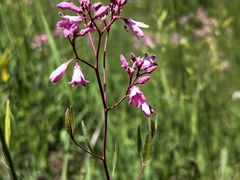 -野鸭湖国家湿地公园