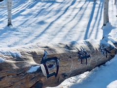 -乌兰布统景区-白桦林