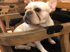 -more than meow吴止猫主题餐厅(承德 中船汇店)