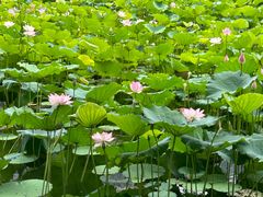 -荔湾湖公园